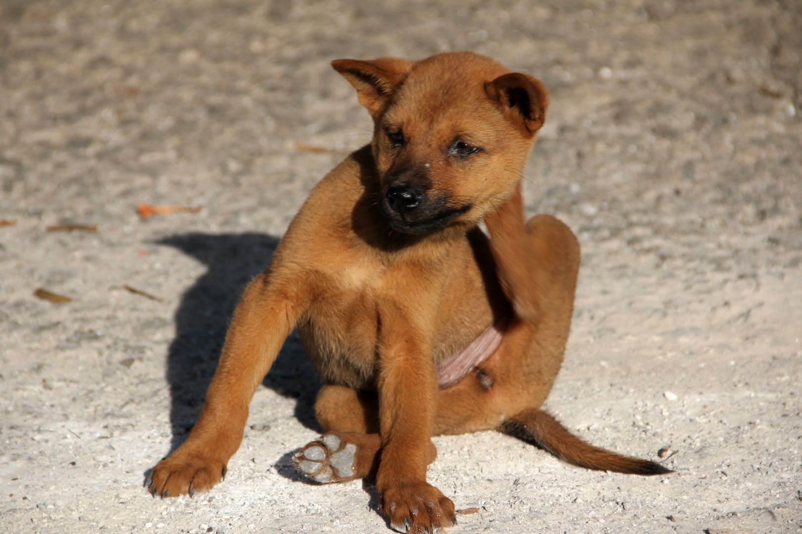 Como Impedir Pulgas de Invadir Sua Casa Novamente
